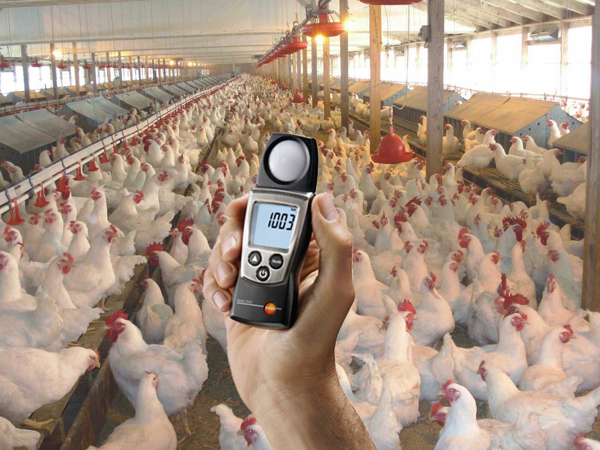 testo-540-allattartas.jpg